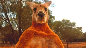 Australien trauert um berühmtestes Känguru Roger