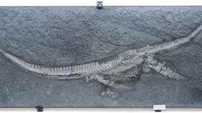 Eine neue Gattung eines Meeresreptils