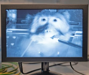 „Ideologie war wichtiger als Grundrechte“