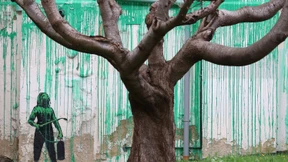 Sein Freund, der Baum, ist tot