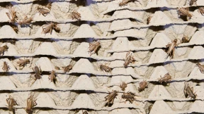 Die Pizza bleibt grillenfrei