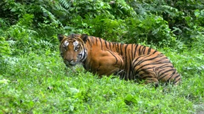 Zahl der Tiger in Indien auf knapp 3000 gestiegen