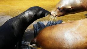 Seelöwen-Nachwuchs geht zum ersten Mal schwimmen