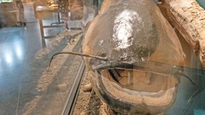 Monströser Wels und kleine Fische