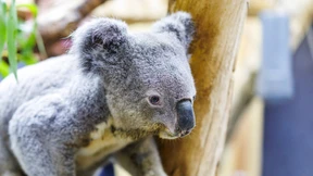 Irwin, der älteste Koala Europas, ist tot
