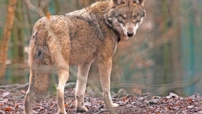 Dem Wolf geht es an den Kragen