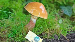 Pilze statt Polymere in der Elektronik