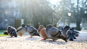 Tierschützer wollen Taubentötung mit Bürgerbegehren verhindern