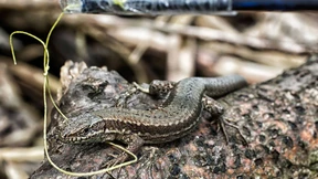 Eidechsen fängt man mit dem Lasso