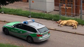 Besitzer muss nicht für Polizeieinsatz aufkommen