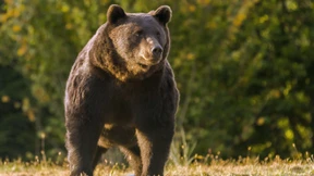 Bär tötet junge Touristin in Rumänien