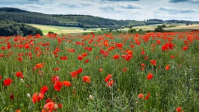 Wandern auf Traumpfaden