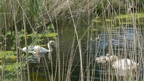 Vogelparadies mit Bildungsstätte