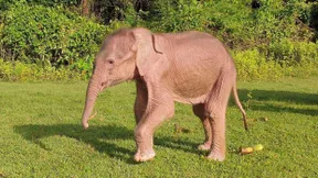 Ein weißer Elefant ist auf die Welt gekommen