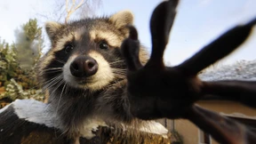 Wilder Waschbär wütet in Wohnung