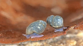 Sorge um die ­Rhön-Quellschnecke