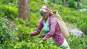 Blutige Hände fürs Milliardengeschäft