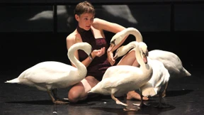 Wann kommt denn hier der nächste Schwan?