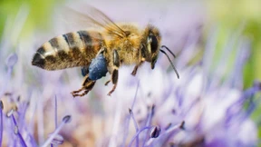 Die komplexe Sprache der Bienen