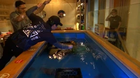 Fisch fangen, in der Küche abgeben, essen