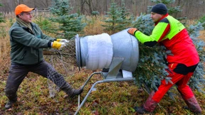 Wann ist ein Weihnachtsbaum frisch?