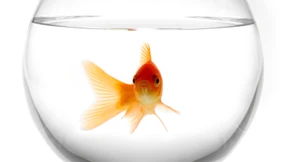 Packen Sie jetzt für 2015!