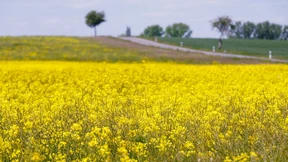 Hoch Quirinius bringt teils sommerliche Temperaturen