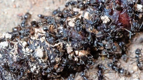 Diese Ameise lässt Hausbesitzer verzweifeln