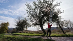 Warum Misteln Obstbäume bedrohen