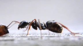 Neues Ameisy entdeckt