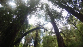 Ein grüner Schatz in Chile