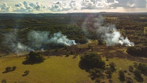 EU für großen Teil der Abholzung verantwortlich