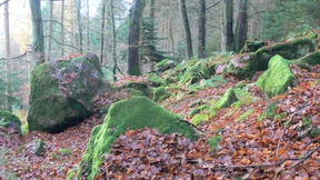 Im Wald ein Kripplein steht