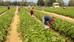 Gekommen, um zu ernten