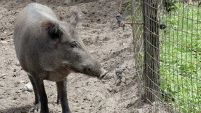 Erfolg im Kampf gegen die Schweinepest