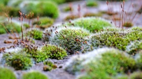 Träumen sie denn vom Regen?