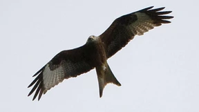 Windkraftgegner setzen auf Schwarzstorch und Rotmilan