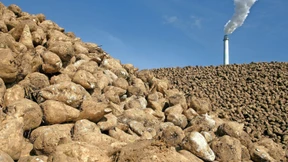 Die ungenutzte Energie der Zuckerrübe