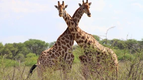 Elefanten sind fortan tabu