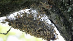 Hubschrauber-Einsatz gegen haarige Raupen