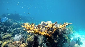 Kümmert Euch alle um die Koralle