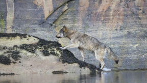 Eine Begegnung mit Küstenwölfen in Kanada