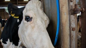 Einer Kuh kann man keine Vorschriften machen