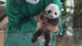 „Stabil genug“ für die Besucher des Berliner Zoos