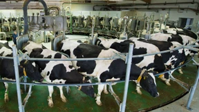 Stromrabatte für Stadtbusse und Molkereien