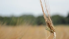 Wenn die Gerste zu früh keimt