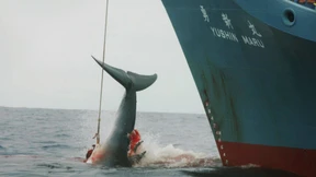 Japan will Walfang in Antarktis wieder aufnehmen