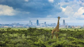 Die Schönheit des Marabus