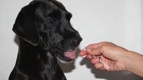 Wer ist Waldis Vater?