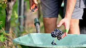 Düngermärkte in Schieflage und warum deutscher Wein ein bedrohtes Kulturgut ist